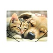 Папка на резинках 15 мм. "Friendship" пласт.