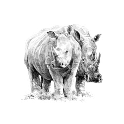Набор для творчества, 22*29 см "Пара носорогов", картины по номерам карандашами