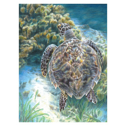 Набор для творчества "Морская черепаха",  цветными карандашами 