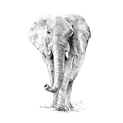 Набор для творчества, 22*29 см "Слон", картины по номерам карандашами