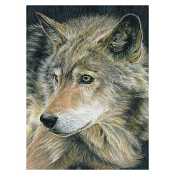 Набор для творчества "Волк",  цветными карандашами 