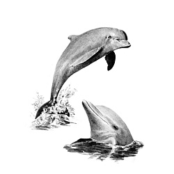 Набор для творчества, 22*29 см "Дельфины", картины по номерам карандашами
